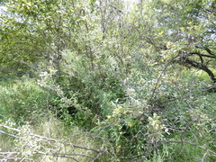 Searsia pyroides pyroides