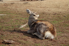 Cervus nippon centralis