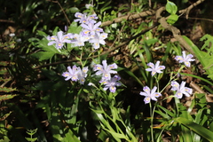 Iris confusa