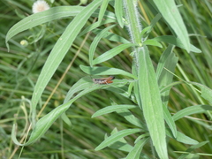 Catantopinae