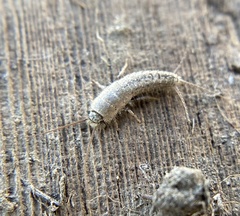 Ctenolepisma ciliatum