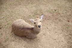 Cervus nippon centralis