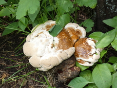 Ganoderma lucidum