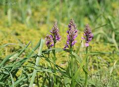 Dactylorhiza elata