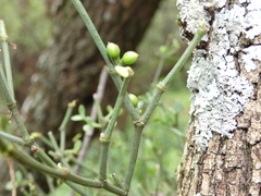 Viscum rotundifolium