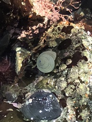 Calliostoma