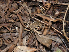 Cacosternum boettgeri