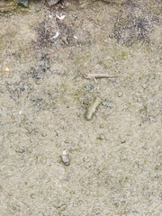 Periophthalmus modestus