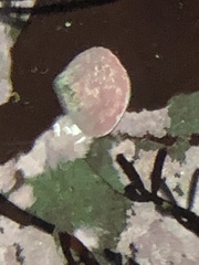 Acmaea