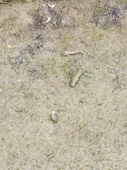 Periophthalmus modestus