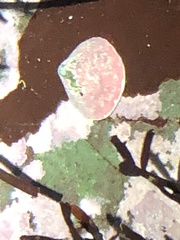 Acmaea