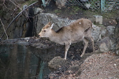 Cervus nippon centralis