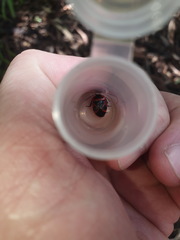 Dismegistus binotatus