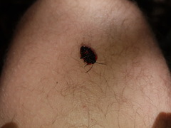 Dismegistus binotatus