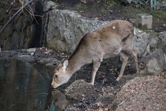 Cervus nippon centralis