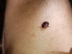 Dismegistus binotatus