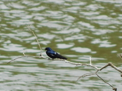 Hirundo nigrita