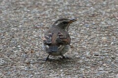Turdus eunomus