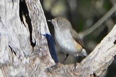 Acanthiza uropygialis