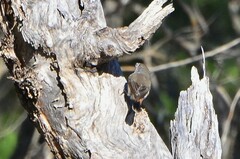 Acanthiza uropygialis