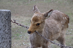 Cervus nippon centralis