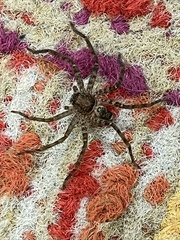Heteropoda jugulans