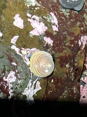 Calliostoma