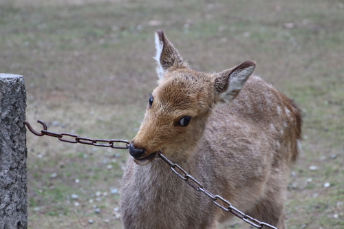 鹿島のシカ