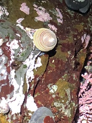 Calliostoma