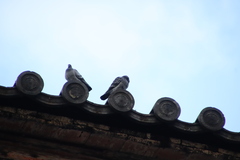 Columba livia domestica