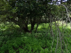 Catantopinae