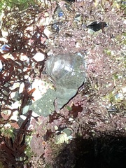 Ocenebrinae
