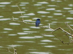 Hirundo nigrita