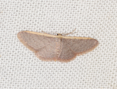 Idaea costaria