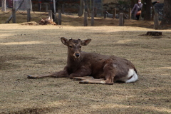 Cervus nippon centralis