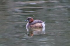 Tachybaptus ruficollis