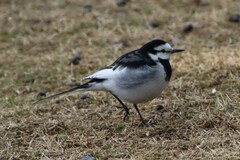 Motacilla alba