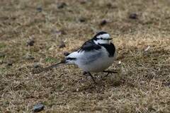 Motacilla alba