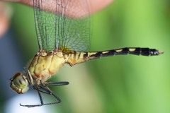 Erythrodiplax andagoya