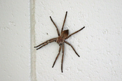Neosparassus patellatus