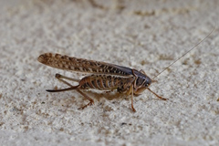 Decticus albifrons