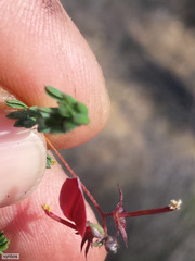 Indigofera dillwynioides