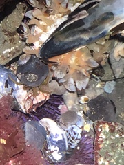 Pollicipes polymerus