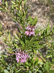 Grevillea sericea