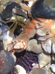 Pollicipes polymerus