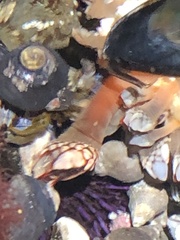 Pollicipes polymerus
