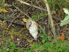 Lissachatina fulica