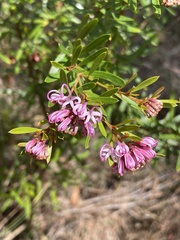Grevillea sericea