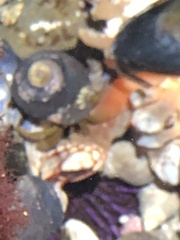 Pollicipes polymerus
