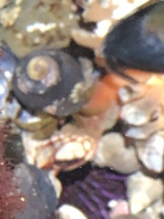 Pollicipes polymerus